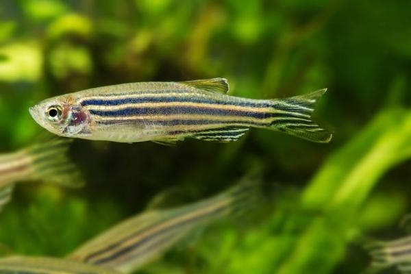 20 Loài cá cảnh nhỏ đẹp, dễ nuôi cho bể cá của bạn - 3