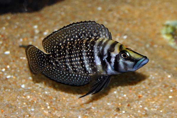 Hình ảnh loài cá Ali