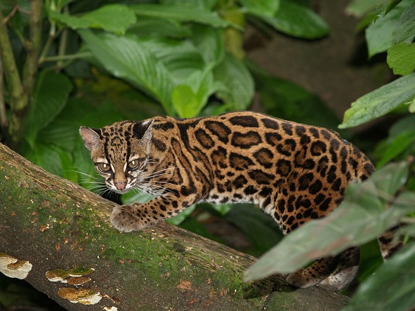 20 Loài mèo rừng hoang dã trong tự nhiên quý hiếm trên thế giới - 12