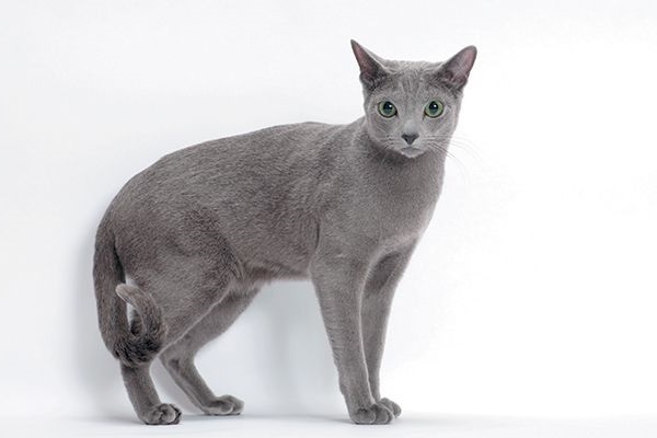 Hình ảnh của chú mèo Nga mắt xanh