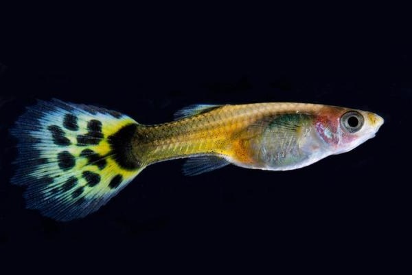  20 Loài cá cảnh nhỏ đẹp, dễ nuôi cho bể cá của bạn