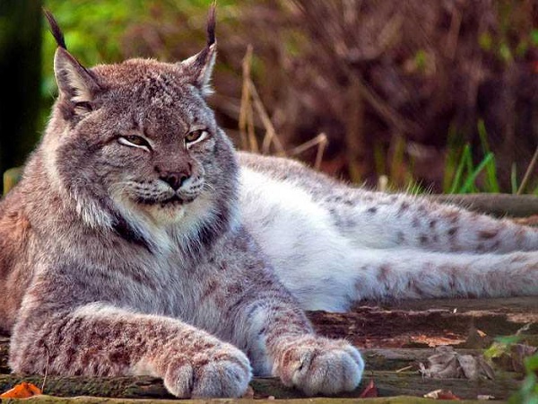 20 loài mèo hoang dã quý hiếm trên thế giới - 19