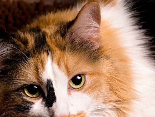 Mèo Tam thể - Nguồn gốc, đặc điểm và cách nuôi - 12