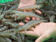 Tiêu dùng - Đi mua tôm, nếu thấy những dấu hiệu này thì nhất định đừng mua kẻo rước bệnh vào nhà!