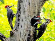 Chim Gõ kiến - Thông tin, đặc điểm về loài chim kỳ lạ này