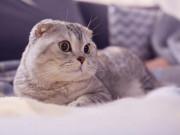 Mèo cảnh - Những loại mèo được yêu thích nhất