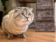 Mèo tai cụp - 7 sự thật về giống mèo đáng yêu này