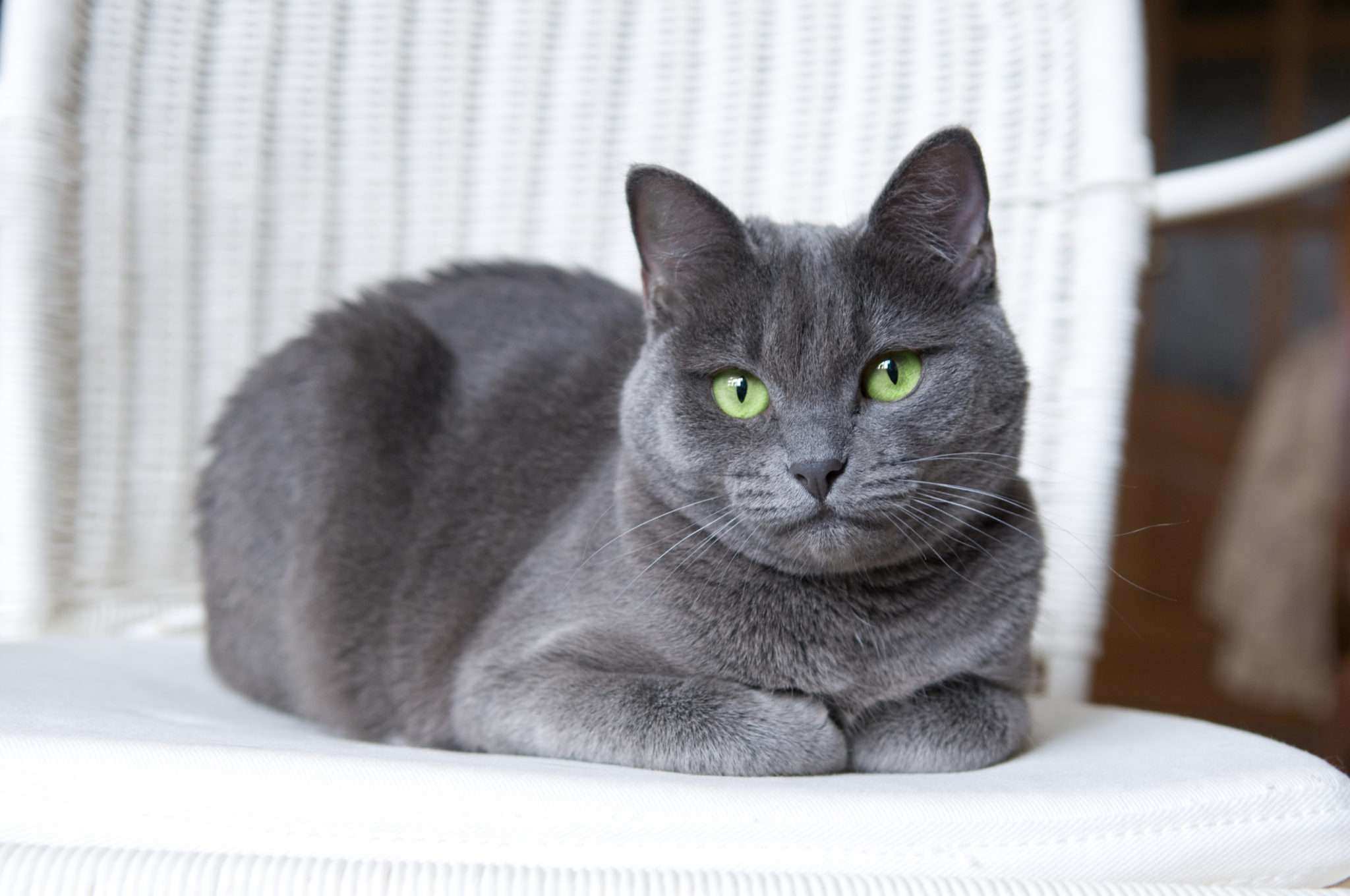 Màu mắt xanh là điểm đặc trưng dễ nhận ra của mèo Nga