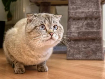 Mèo tai cụp - 7 sự thật về giống mèo đáng yêu này