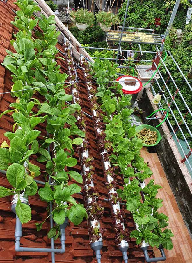Cô giáo Thái Bình làm vườn 6m2 trên mái nhà, bội thu rau xanh mướt, chỉ tốn 2 triệu đồng - 1