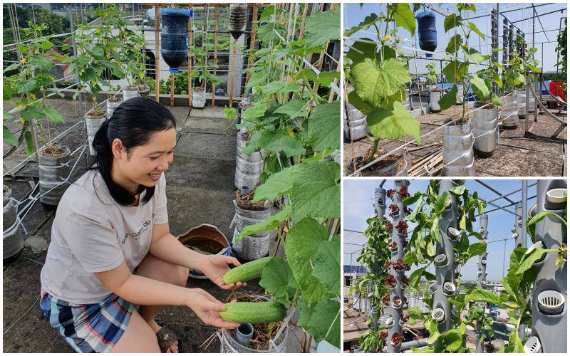 Cô giáo Thái Bình làm vườn 6m2 trên mái nhà, bội thu rau xanh mướt, chỉ tốn 2 triệu đồng - 8