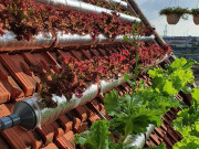 Nhà đẹp - Cô giáo Thái Bình làm vườn 6m2 trên mái nhà, bội thu rau xanh mướt, chỉ tốn 2 triệu đồng