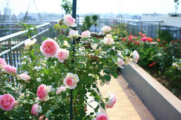 Chỉ cần một chiếc kéo có thể làm hoa hồng nở rộ quanh năm, cây khỏe và không bị sâu - 1