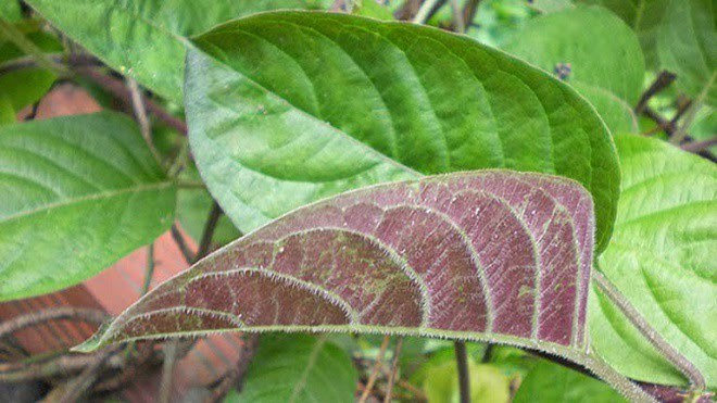 Tác dụng của lá mơ? Những bài thuốc đơn giản từ lá mơ giúp trị bệnh - 2