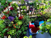 Nhà đẹp - Trồng chục loại rau củ trên ban công 2,5m2 , mẹ Hà Nội được vườn tí hon đẹp như mơ