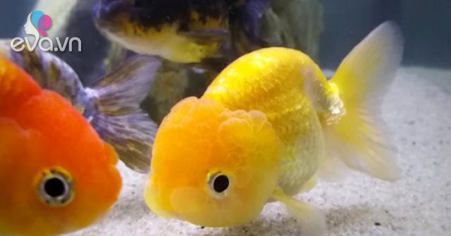 Cá Ranchu - Đặc điểm, cách nuôi và phòng bệnh cho cá khỏe