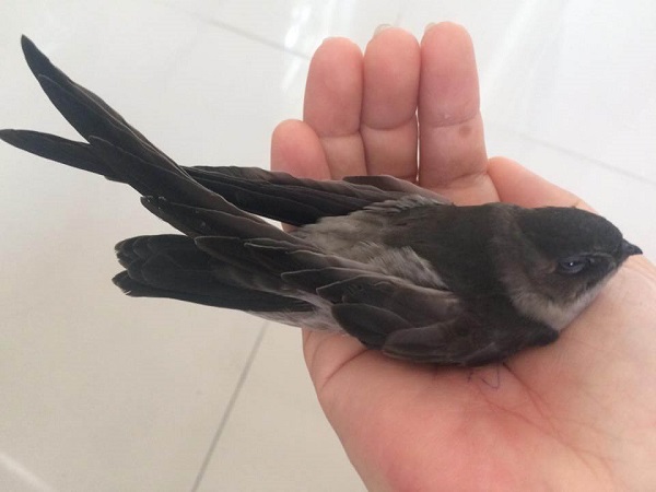 Chim Yến có sự khác biệt nhất định so với loài chim Én