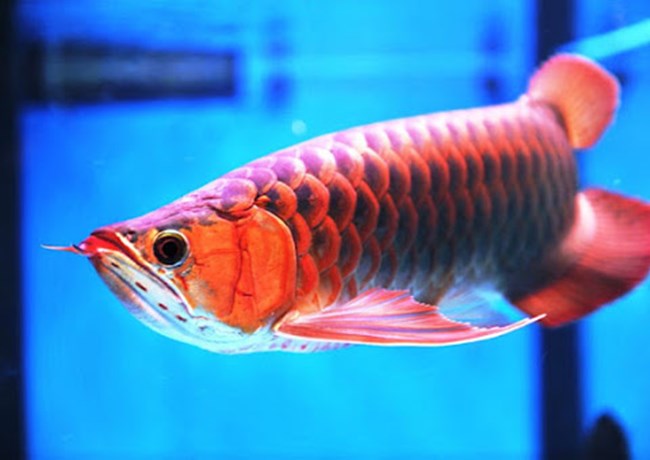 Cá rồng - Đặc điểm, phân loại và cách nuôi cá khỏe mạnh - 2