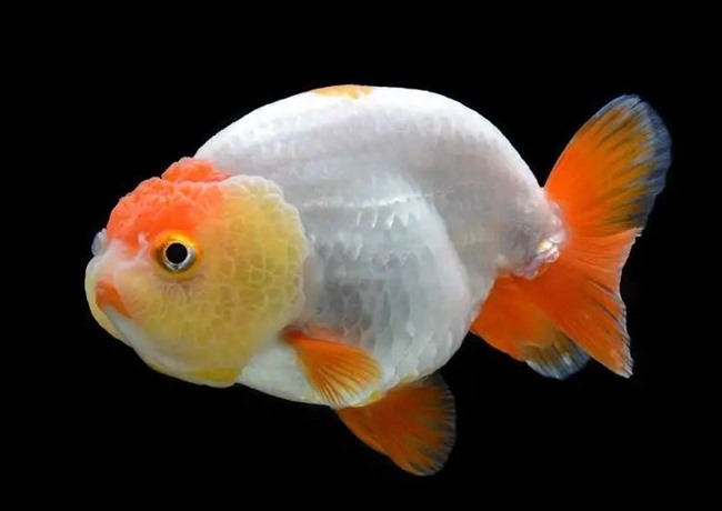 Cá Ranchu - Đặc điểm, cách nuôi và phòng bệnh cho cá khỏe - 4