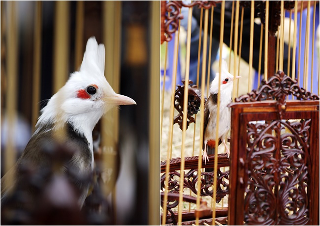 Chim Chào mồng - Cách nhận thấy, nuôi chim khỏe khoắn - 11
