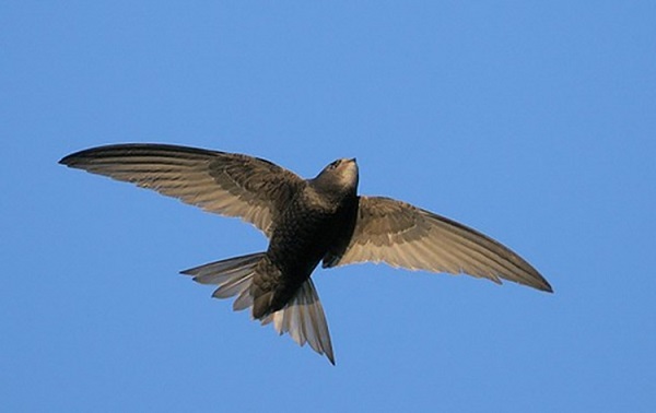 Hình ảnh của chim Yến