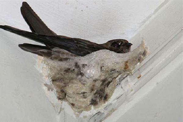 Chim Yến làm tổ từ chính nước bọt của chúng