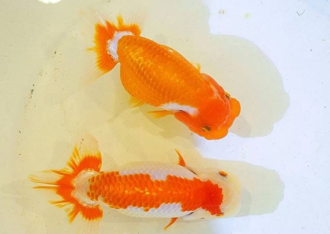 Cá Ranchu - Đặc điểm, cách nuôi và phòng bệnh cho cá khỏe - 7