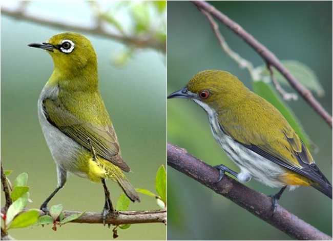 The Bulbul on the left and the Cuckoo on the right