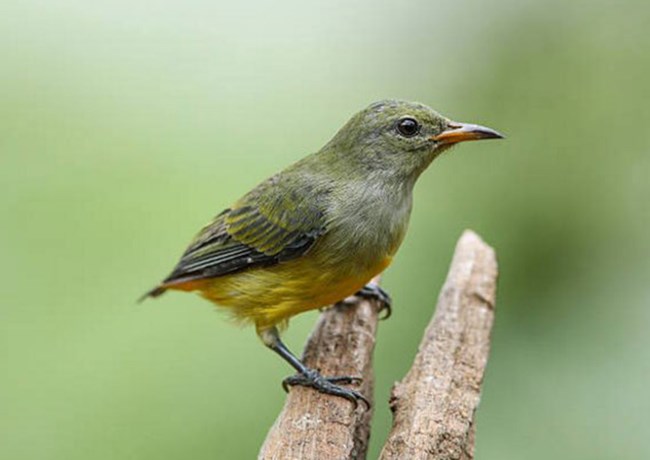  Chim Sâu - Đặc điểm, môi trường sống và cách nuôi