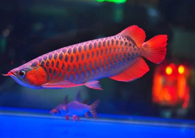 Cá rồng - Đặc điểm, phân loại và cách nuôi cá khỏe mạnh - 7