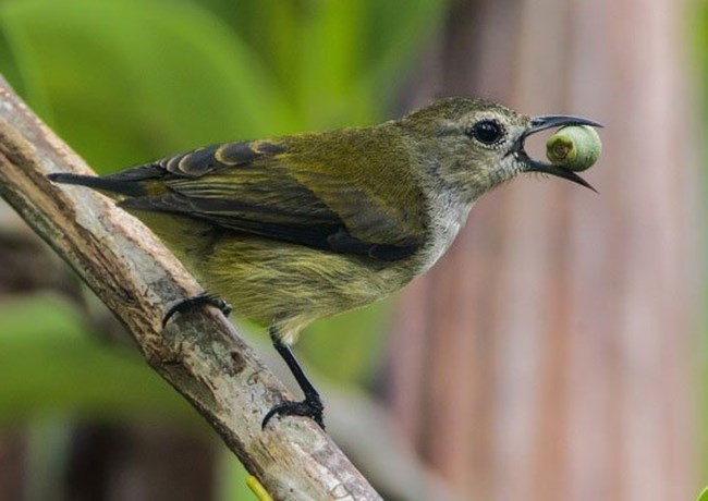 Woodpecker - Characteristics, habitat and how to raise it - 2