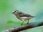 Chim Sâu - Đặc điểm, môi trường sống và cách nuôi