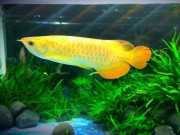 Cá rồng - Đặc điểm, phân loại và cách nuôi cá khỏe mạnh