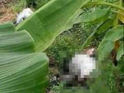 Tin tức - Thi thể thiếu nữ bị trói 2 tay, quần áo xộc xệch hé lộ tội ác của kẻ sát nhân