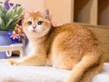 Mèo Golden - Thông tin, đặc điểm của loài mèo này