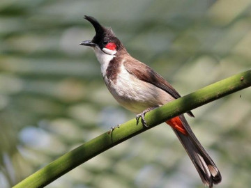 Chim Chào mào - Cách nhận biết, nuôi chim khỏe
