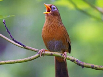 Chim Họa mi - Đặc điểm, cách chọn chim và cách nuôi