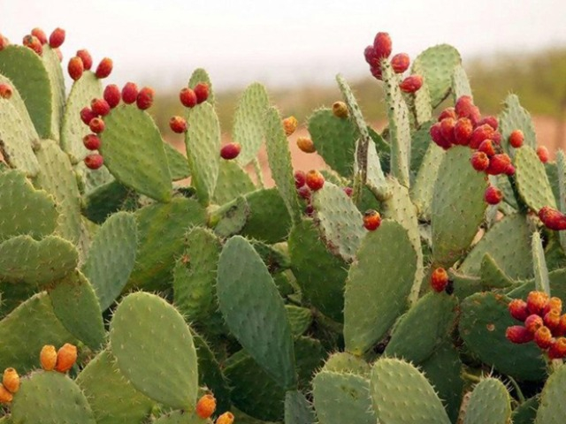 Loại quả xưa làm hàng rào, mọc đầy không ai hái, không ngờ là đặc sản giá vô cùng đắt đỏ, 300.000 đồng/hộp