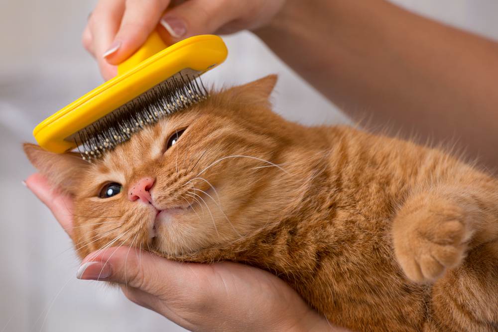 Chải lông cho mèo mướp để tránh tình trạng rụng lông ra khắp nhà và giúp cho lông mềm mượt hơn