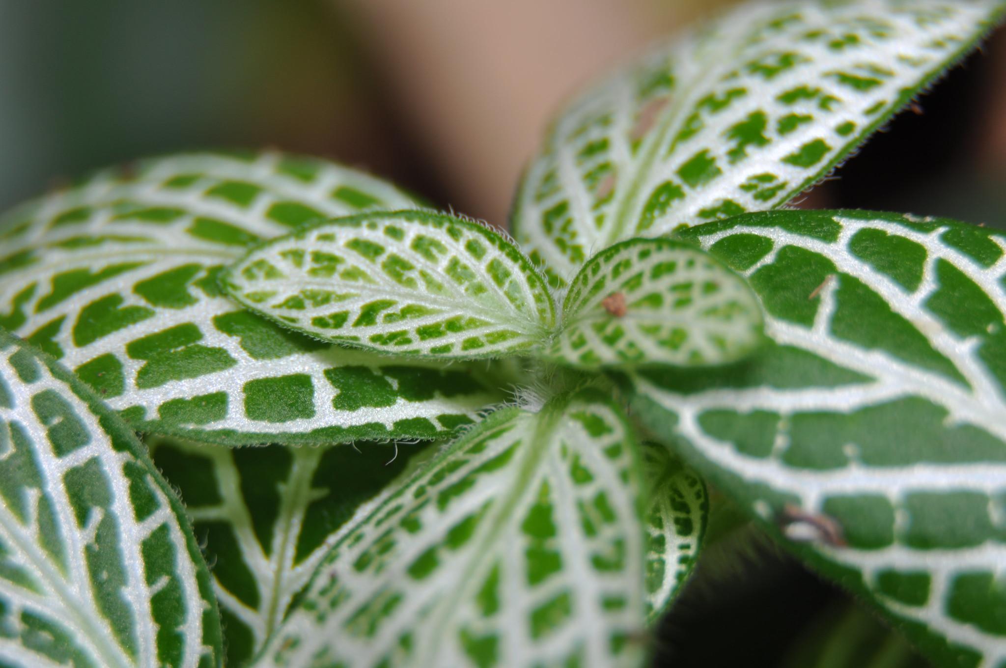 Lá cây cẩm nhung có nhiều phấn trắng, thuộc loại lá kép và lá khá nhỏ, mọc san sát nhau, phiến lá nhẵn