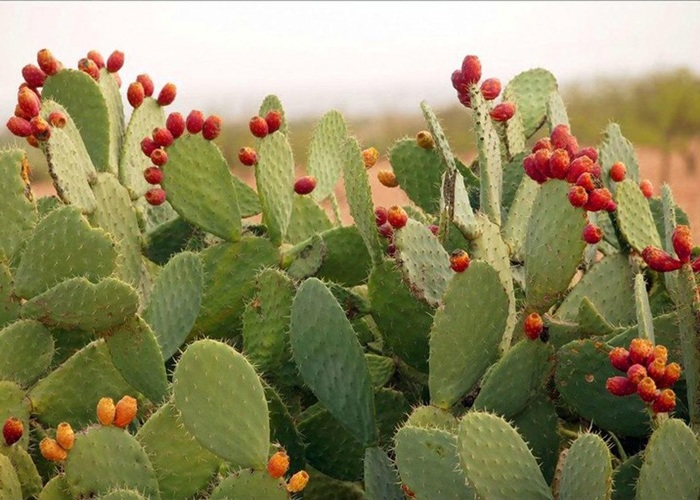 Trái già như hàng rào, mọc đầy không ai hái, không ngờ lại là đặc sản đắt hàng, 300.000 đồng / hộp - 3 quả