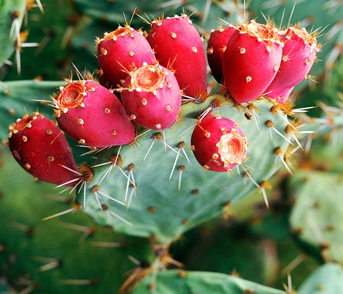 Quả già như hàng rào, trĩu quả không ai hái, không ngờ lại là đặc sản đắt hàng, 300.000 đồng / hộp - 4 quả