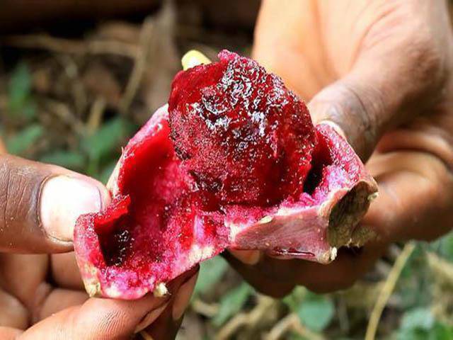 Trái già như hàng rào, mọc đầy không ai hái, không ngờ lại là đặc sản đắt hàng, 300.000 đồng / hộp - 5 quả