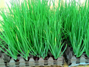 Nhà đẹp - 7 cách trồng hành lá tại nhà đơn giản nhất ai cũng thành công