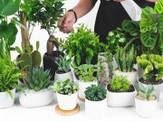 Nhà đẹp - Tổng hợp các loại cây phong thủy theo mệnh và tuổi mang lại nhiều tài lộc