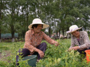 Tiêu dùng - Cây trước mọc dại, cả làng thử trồng bán gần nửa triệu/kg kiếm tiền tỷ