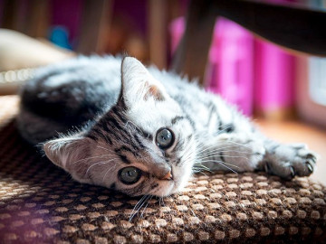 Đặc điểm, tập tính và cách nuôi mèo mướp khỏe mạnh, thông minh