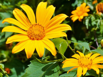 Hoa dã quỳ: Đặc điểm, ý nghĩa và kinh nghiệm check-in đẹp lung linh