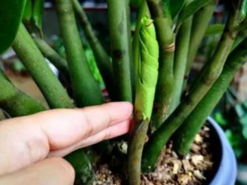 Cây kim tiền thích 3 loại phân này, vùi một ít vào chậu sẽ đâm chồi mới, ra hoa