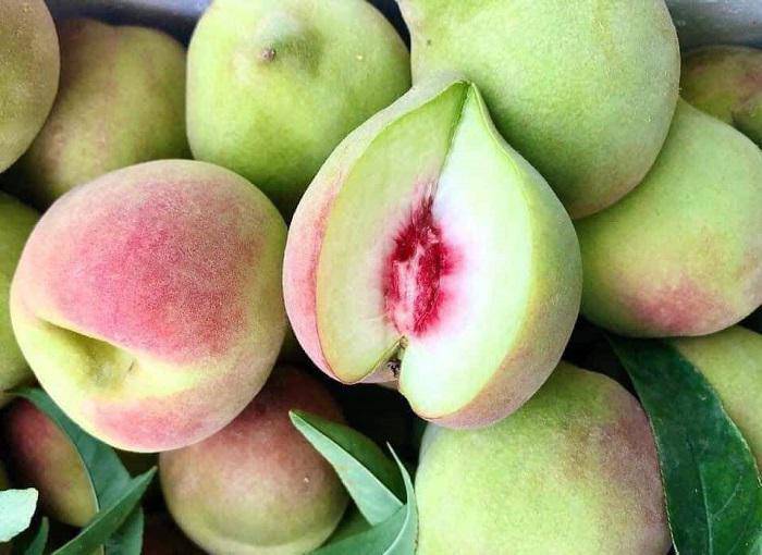 Đào mỏ quạ được bán với giá cao hơn những năm trước.